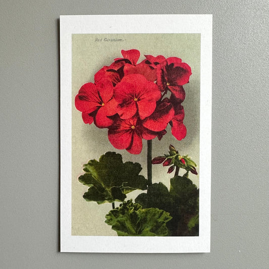 Geranium