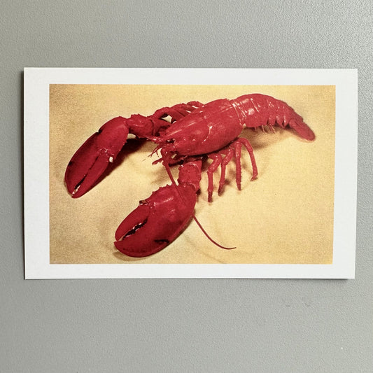 Red lobster on a beige background with a white border